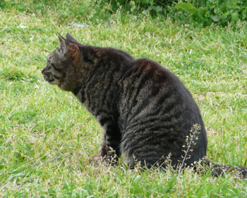 �`�����X��҂�