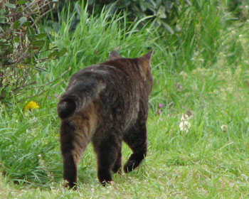 ������߂�