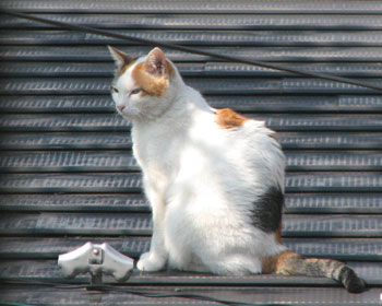 �ׂ̉����l�R