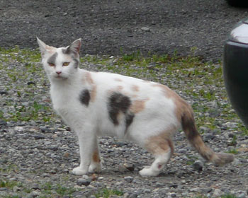 �n�R�ꂳ��͎����L������