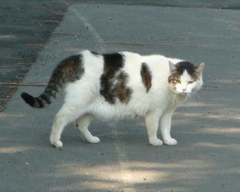 �����P���Ď��s�����̂����Ɍ�����