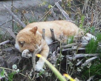 �h�����Ă�H