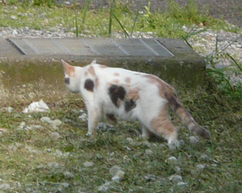 �ˑR������������