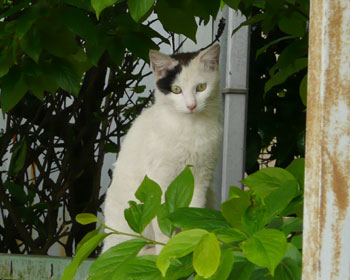 ���̎q�͍����Ƃ��낪�D��