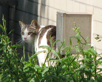 �U��������炩�킢������