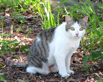 �J�����ڐ��˂�