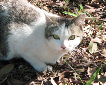 �p���͕ς��Ă������͊O���Ȃ�