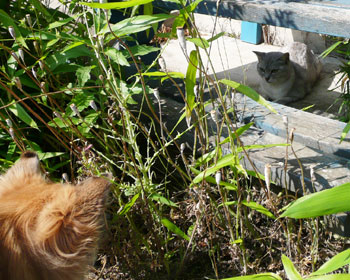 ���̏󋵂ł������Ȃ�