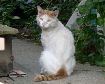 �炪��������