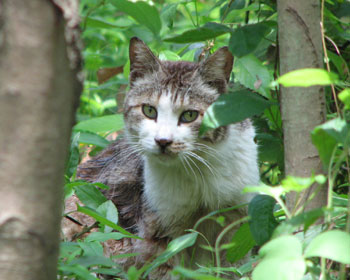 �W�����O���˂�