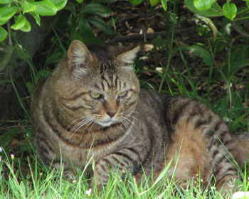 ����ł񂾂�A�ז�����Ȃ�