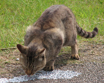 �~���N�̐삪����Ă���