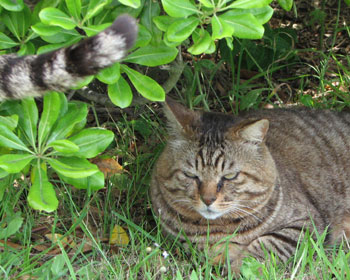 �����ۃq���q������Ȃ�