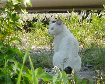 ���̖ڂ������߂ē������l�R��