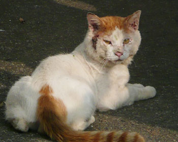 �܂��炪����