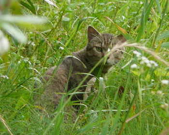 �Ɛ��w�͌����I