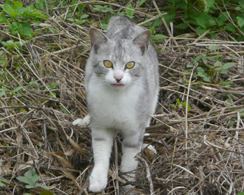 �オ�o��ƃo�J��