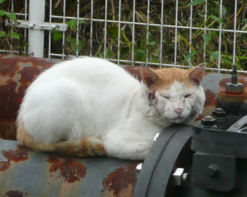 ���d�̍�̒��ł��낮����˂�