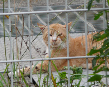 �򂪂���Έ��S