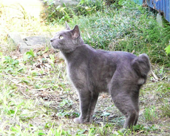 �Ȃɂ��������炵��