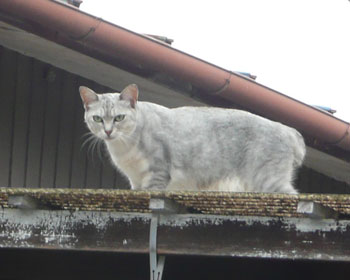 �����̏ゾ�Ƃ����ƈ��S