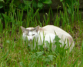 �h�����Ă�H