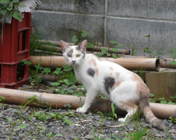 �n�R�ꂳ��H