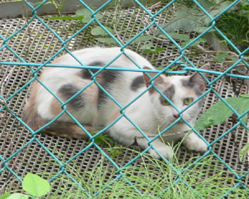 ���܂����킯�ł͂Ȃ�