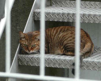 �y���ɂ�܂ꂽ