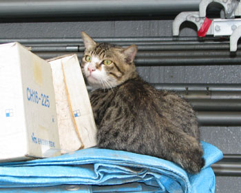 �q�Ƀl�R�����̉a��_���Č���Ă�������l�R