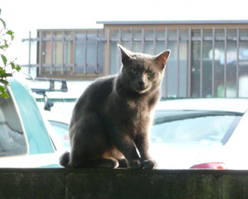 �_�[�N�O���[�˂�