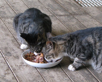 ���͂�͒���I�ɂ���Ă���