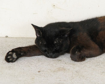 �肪�����Ƃ���