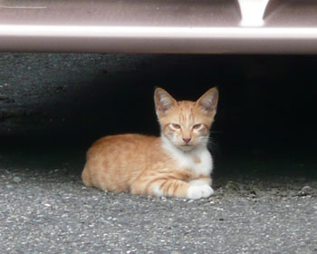 �n�R�q�˂�