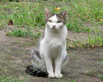 �����q�ɂ��Ă݂�