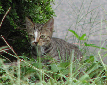 ���ނ�q�˂�