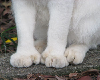 ���͂����ƕςł�