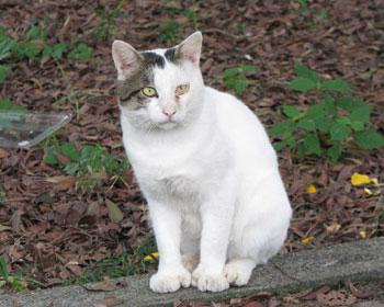 �ڂ�������ƕς�����