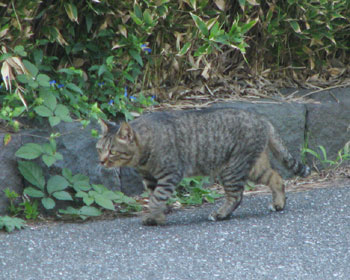 ���s�҂͉E������