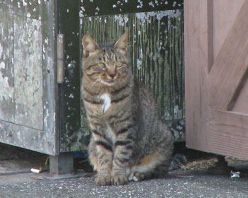 �S�~���̑O�ł��킢�����Ă݂�