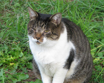 �Ȃɂ����炦�����Ȃ�ڂ��J���Ă݂�