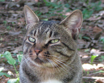 ���S�ɂӂ���