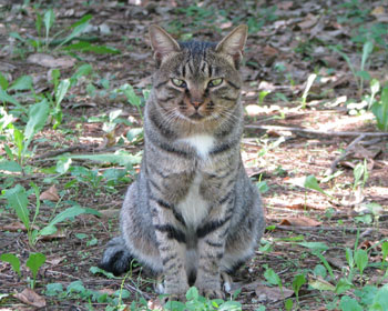 ���[���Ɠ����Ȃ�