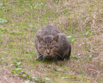 ���낢�ł����̂�