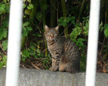 �l�R�͒|�эD��