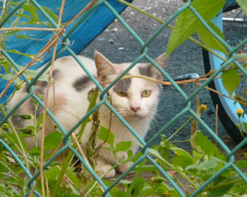 ���̂��Ƃ悭����~�P�����