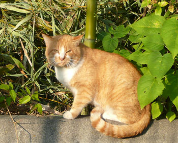 �������������Ǔ��Ȃ����D��