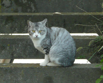 �p���̏�Ōł܂�