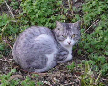 ���A�Ŋۂ܂�