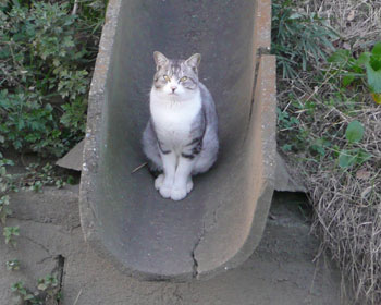 ����܂����